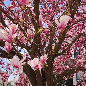 Meet your Posher, Nancie